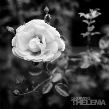 THELEMA – GROWING (180 GR)