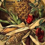 THELEMA – STILLLIFE (180 GR)