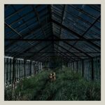 FOXING – DEALER