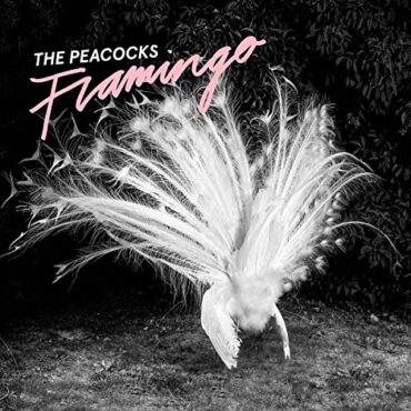 PEACOCKS – FLAMINGO