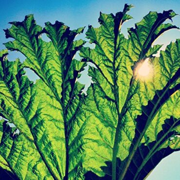 PFARMERS – GUNNERA (GREEN)