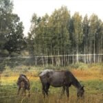 Pianos Become The Teeth - Old Pride (Forest Green Vinyl)