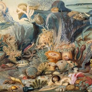 Chypho - EPISODES IN OCEANOGRAPHY VOL.2 vinyl record