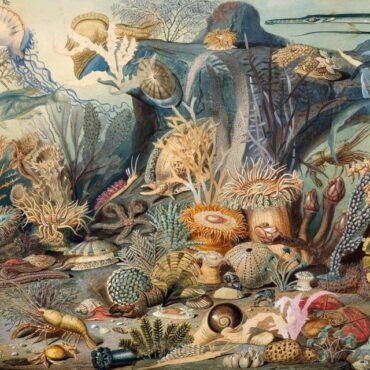 Chypho - Episodes In Oceanography Vol.2