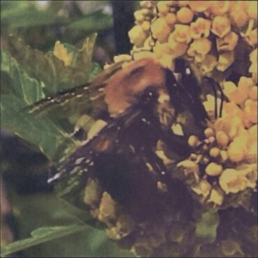 Broncho - Natural Pleasures (Green Vinyl) vinyl record [vinyl LP]