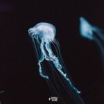 O.s.t. - Eyes Wide Shut