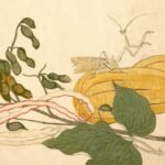 Chypho - Entomongaku