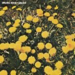 Unnatural Helpers - LAND GRAB vinyl record
