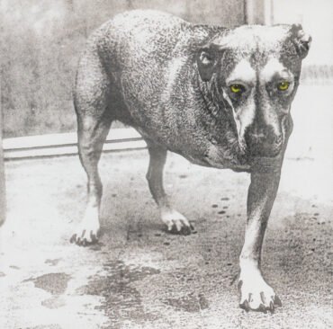 Alice In Chains - Alice In Chains (3 Legged Dog)