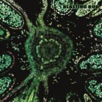 Blasting Rod - OF WILD HAZEL (SWIRL) vinyl record album art